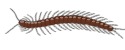 A centipede